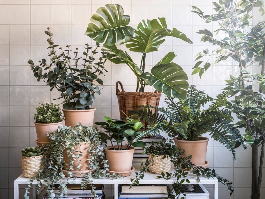 Лечуза Рондо