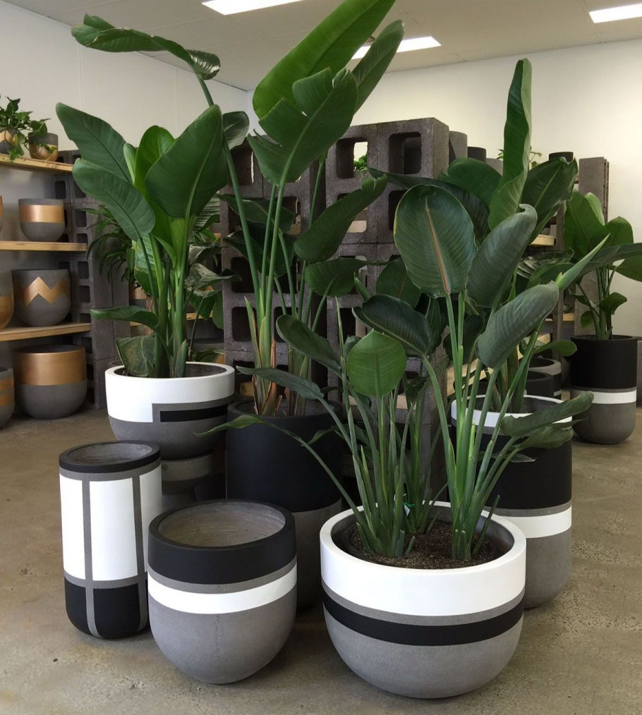 Цикас в Лечуза