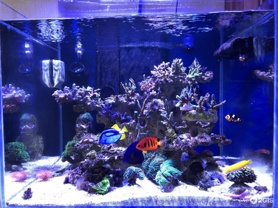 Большой аквариум в интерьере