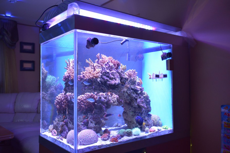 Морской аквариум большой выставка