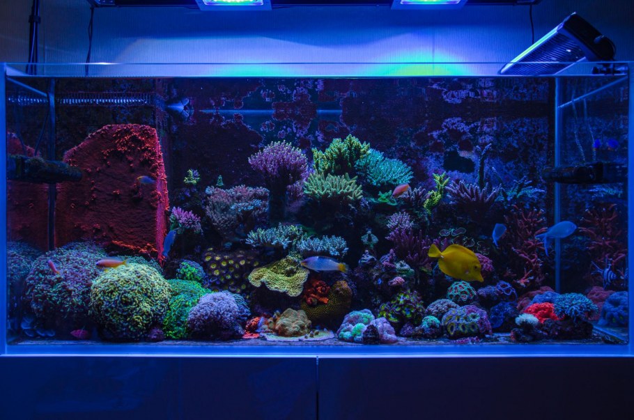 Аквариум с рыбками в комнате