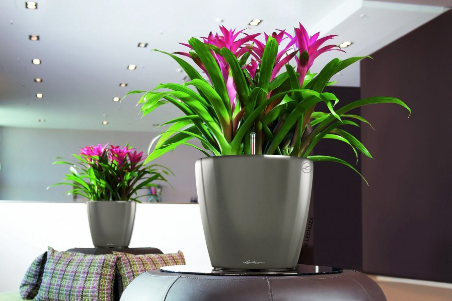 Цветы в горшках