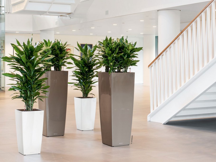 Лечуза Кубико 40 эспрессо