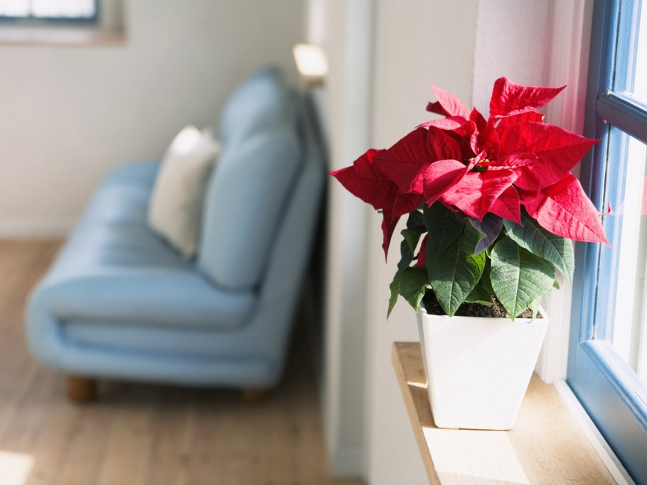 Комнатные растения в комнате