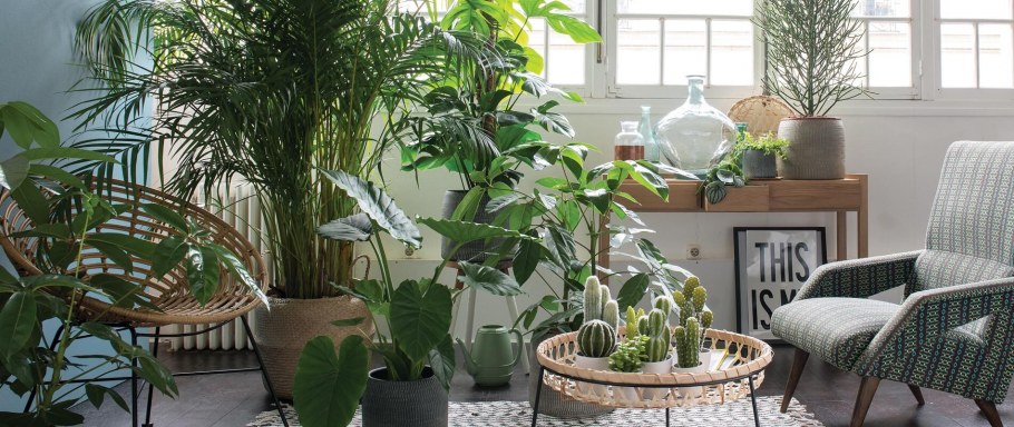 Urban Jungle интерьер Калатея