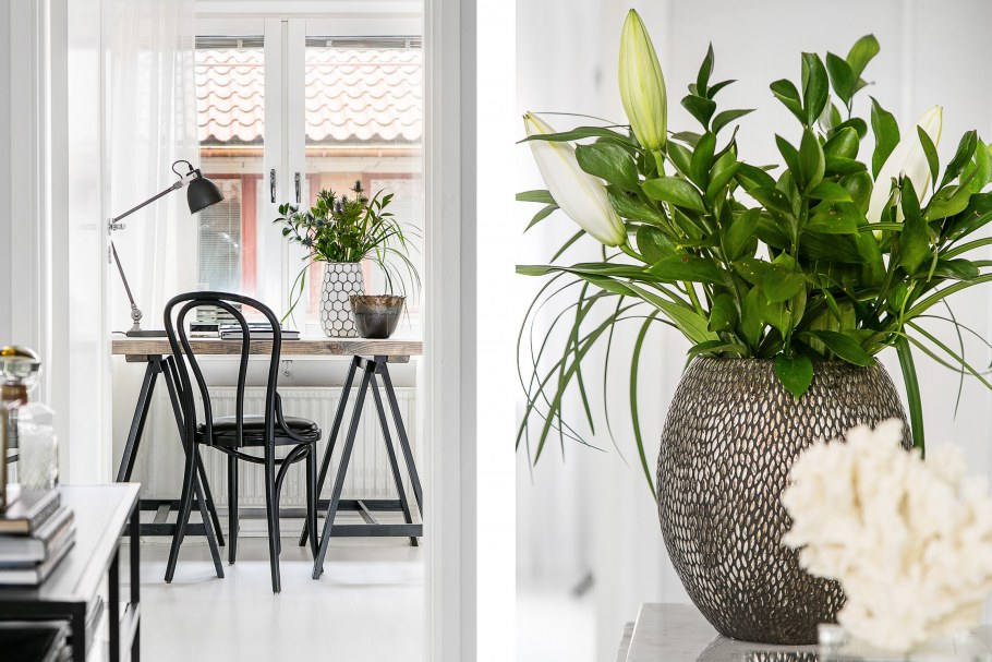 Зантедеския комнатная