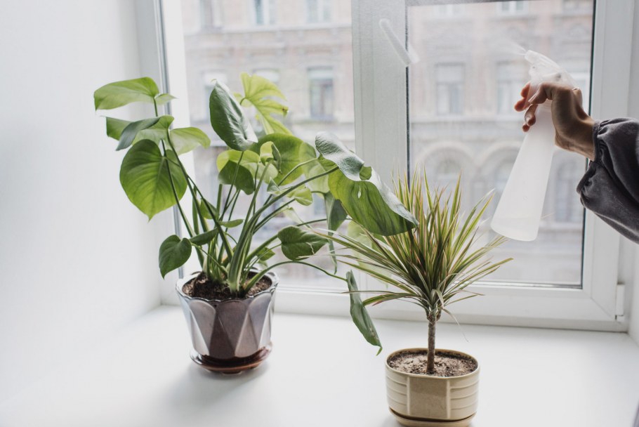 Эстетика комнатных цветов