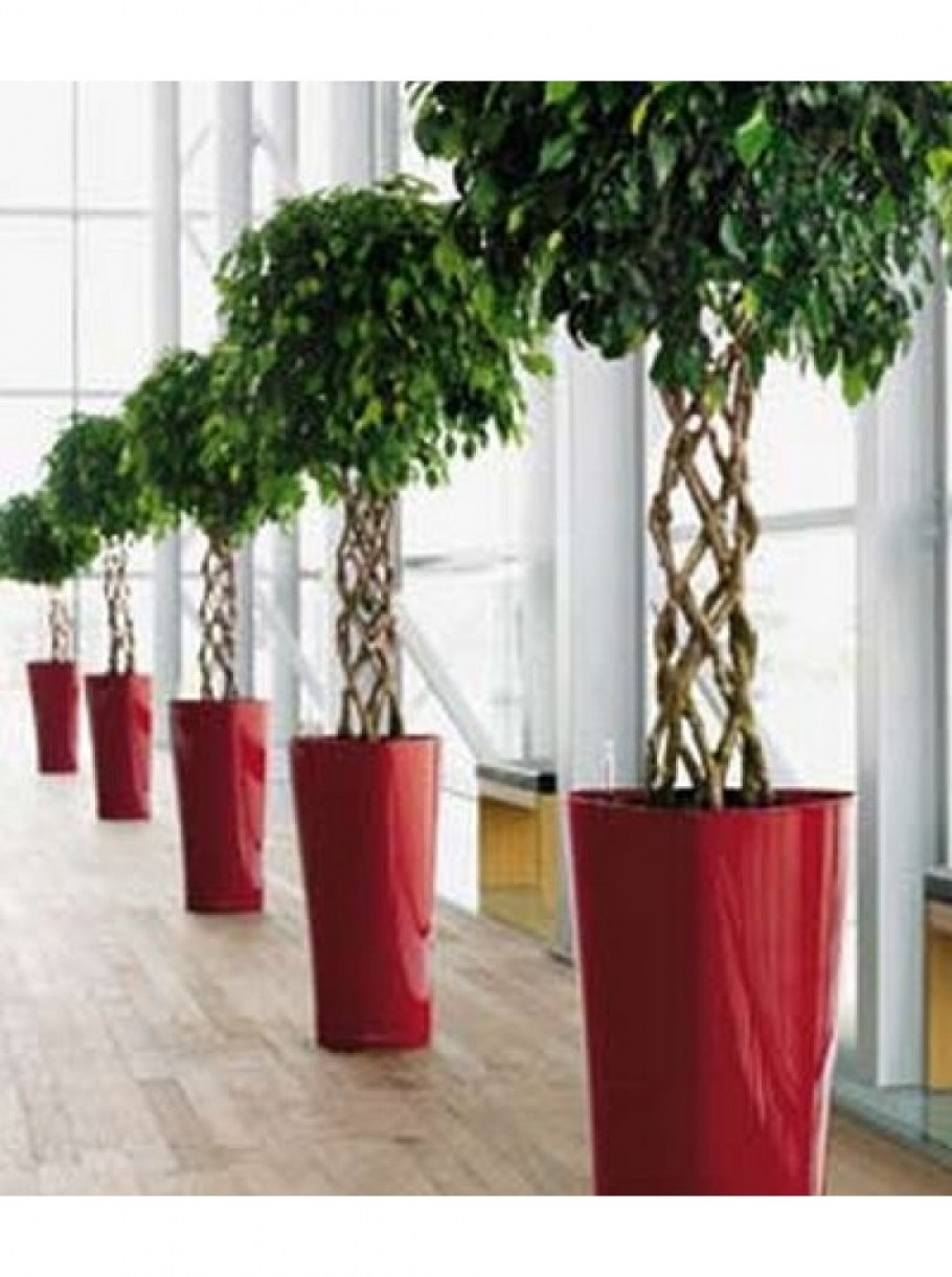 Фикус Бенджамина в лечузе