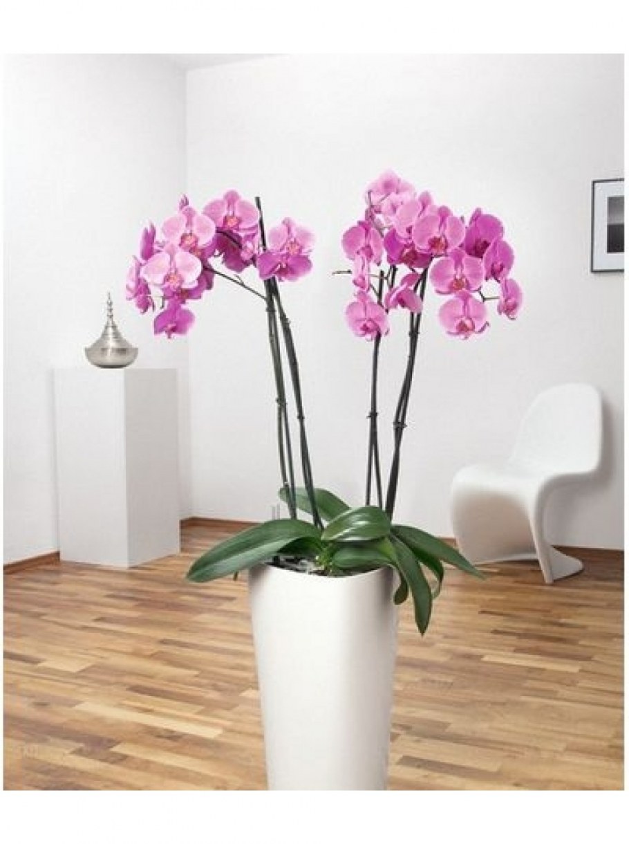 Кашпо Лечуза Дельта