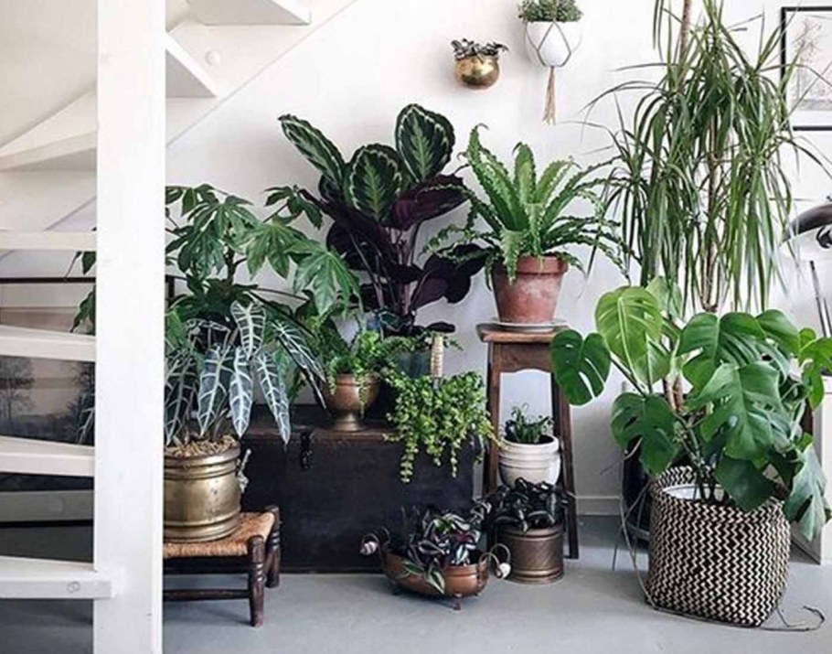 Размещение комнатных растений в интерьере