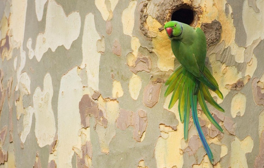 Borastapeter коллекция Lilleby артикул 2661