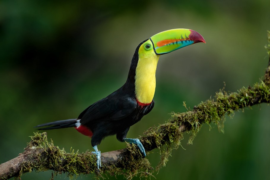 Птицы живопись