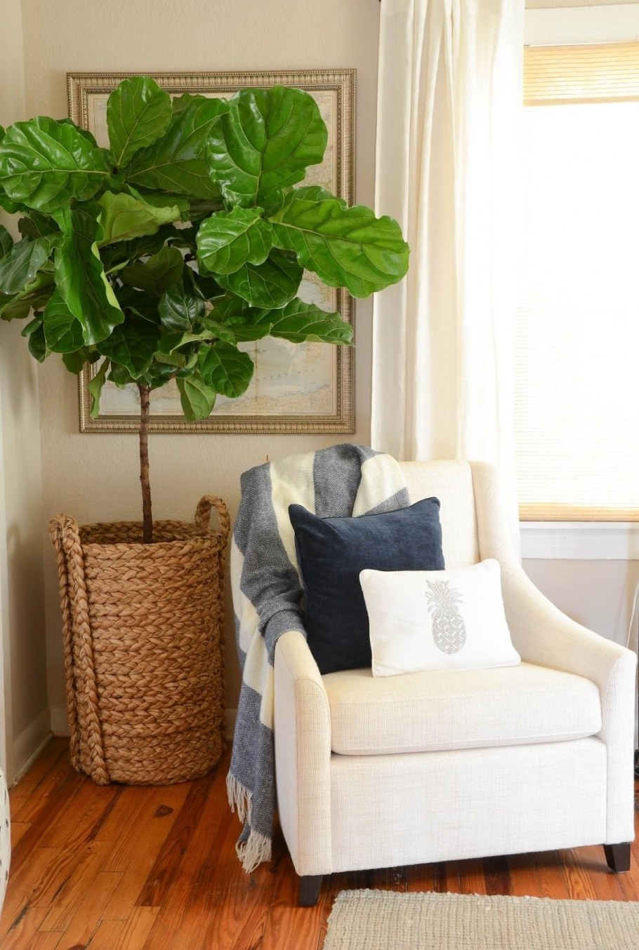 Фикус лирата в интерьере квартиры