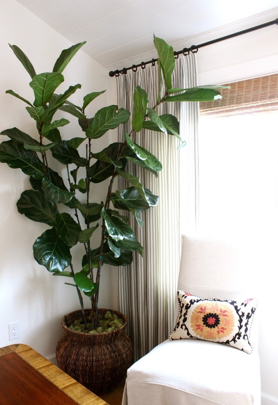 Большие растения для квартиры