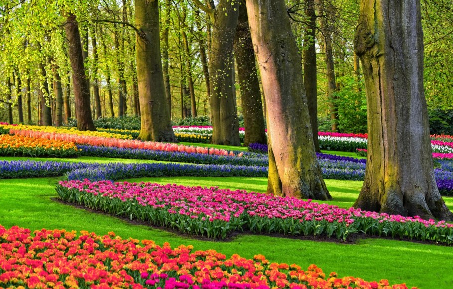 Keukenhof Gardens Нидерланды