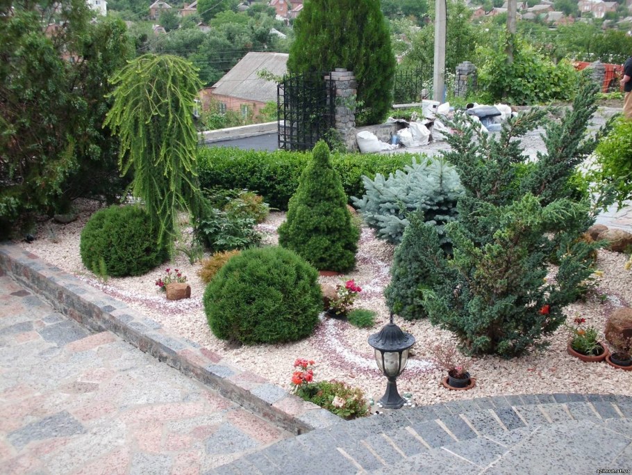 Розы и туи в рокарии