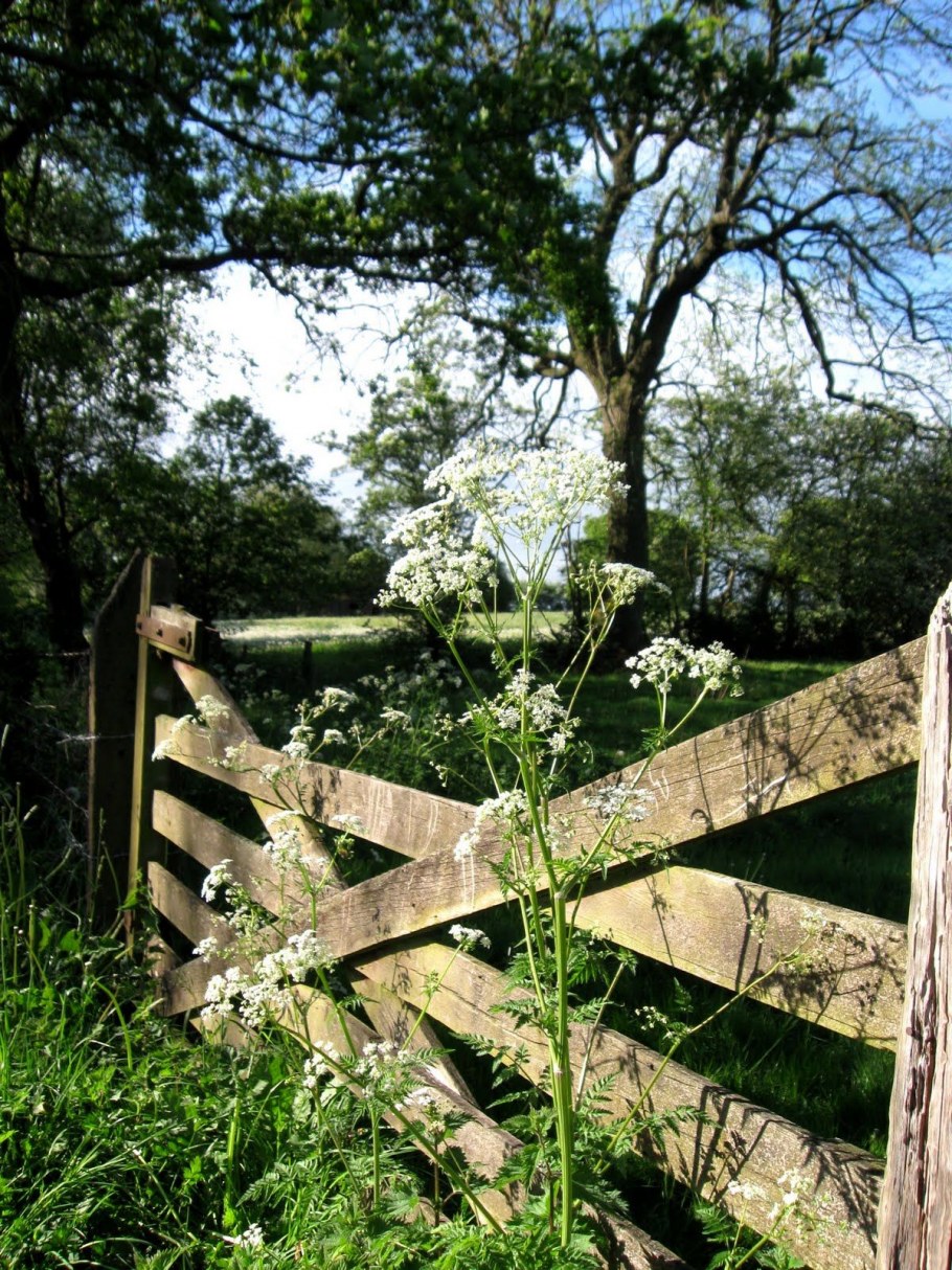 Старый забор