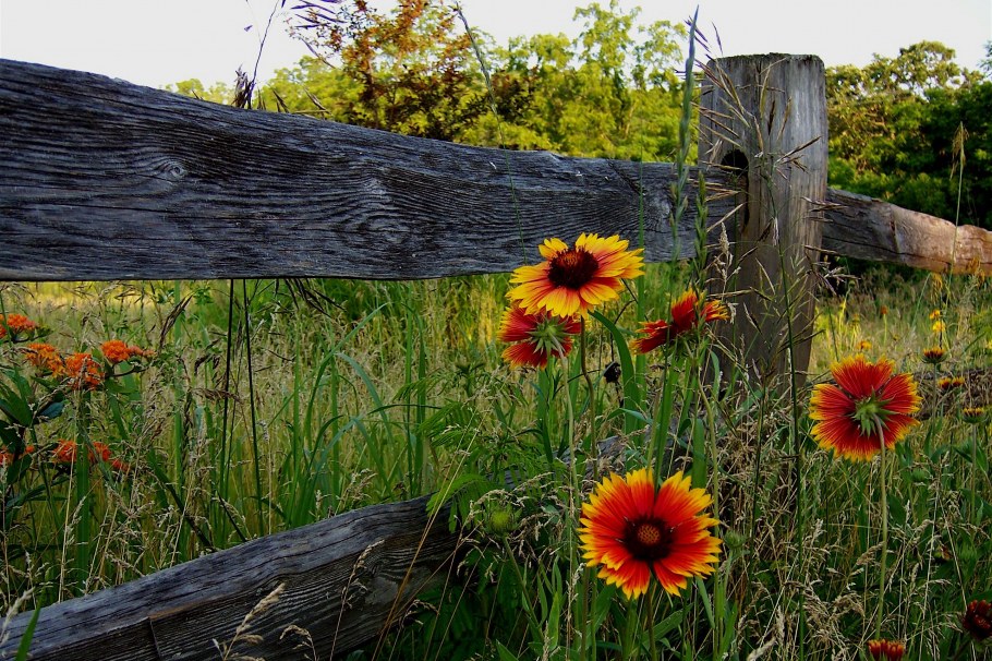 Изгородь в деревне