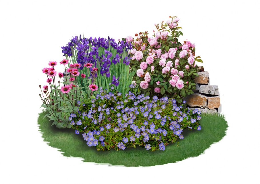 Клумба с ирисами и можжевельником