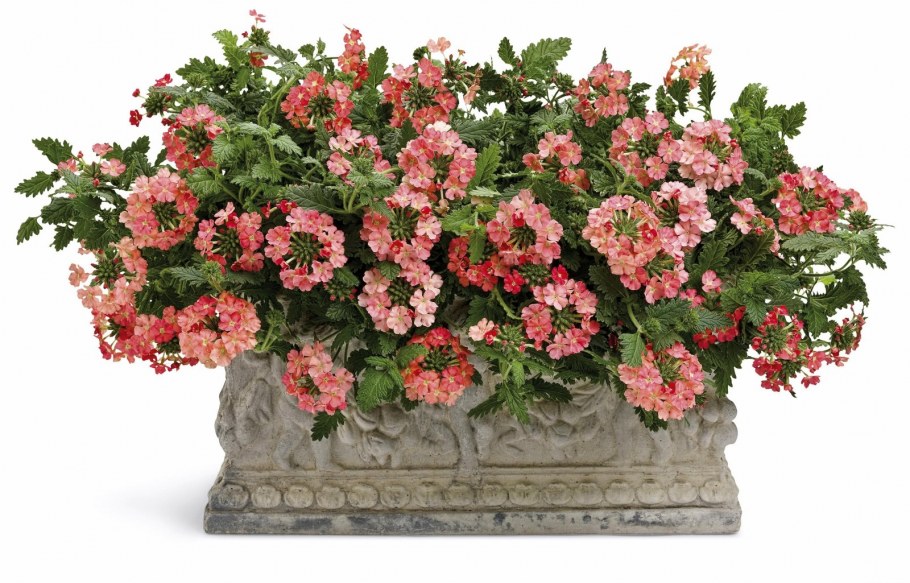 Вербена цветок белая