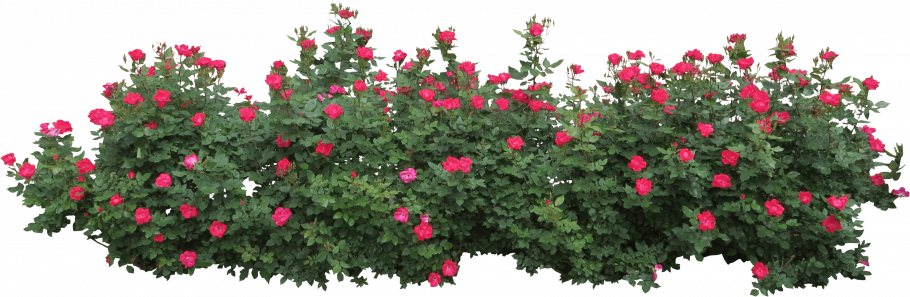 Розовый куст на прозрачном фоне