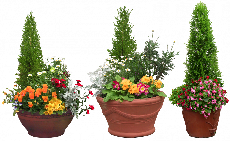 Туя композиция в горшках