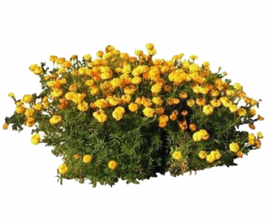 Цветник вид сверху