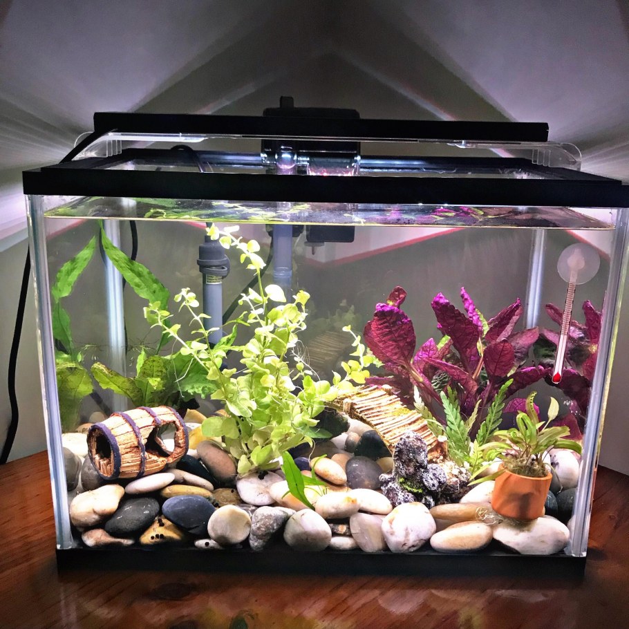 Необычные аквариумы в интерьере