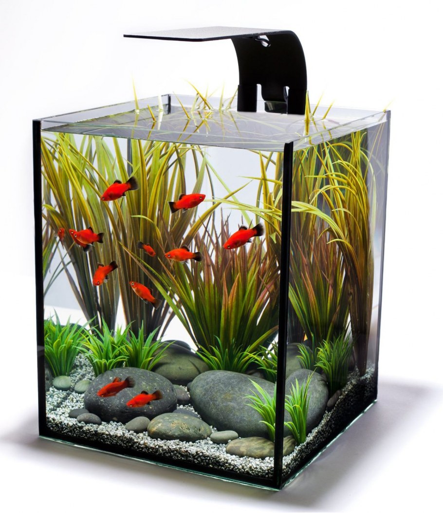 Аквариум картина