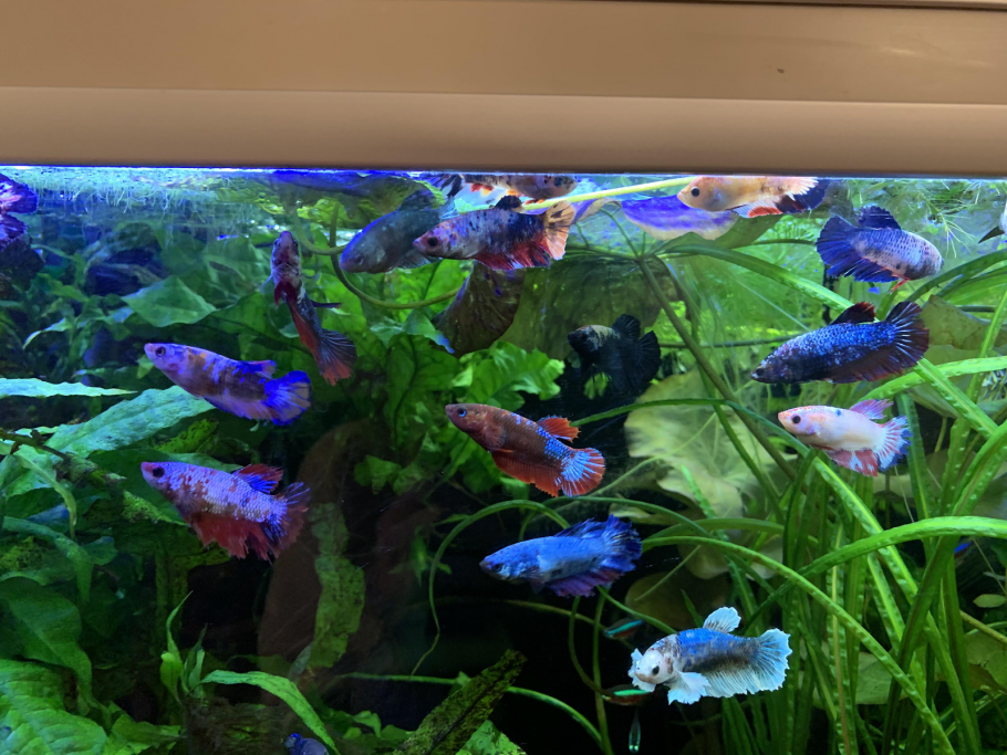 Аквариум с растениями сверху