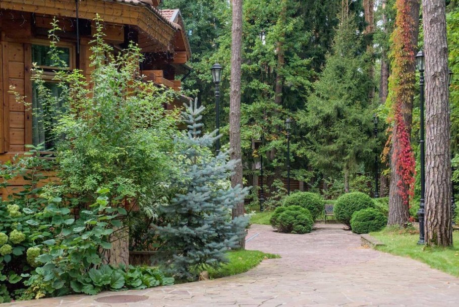 Лиственница Сибирская в ландшафте