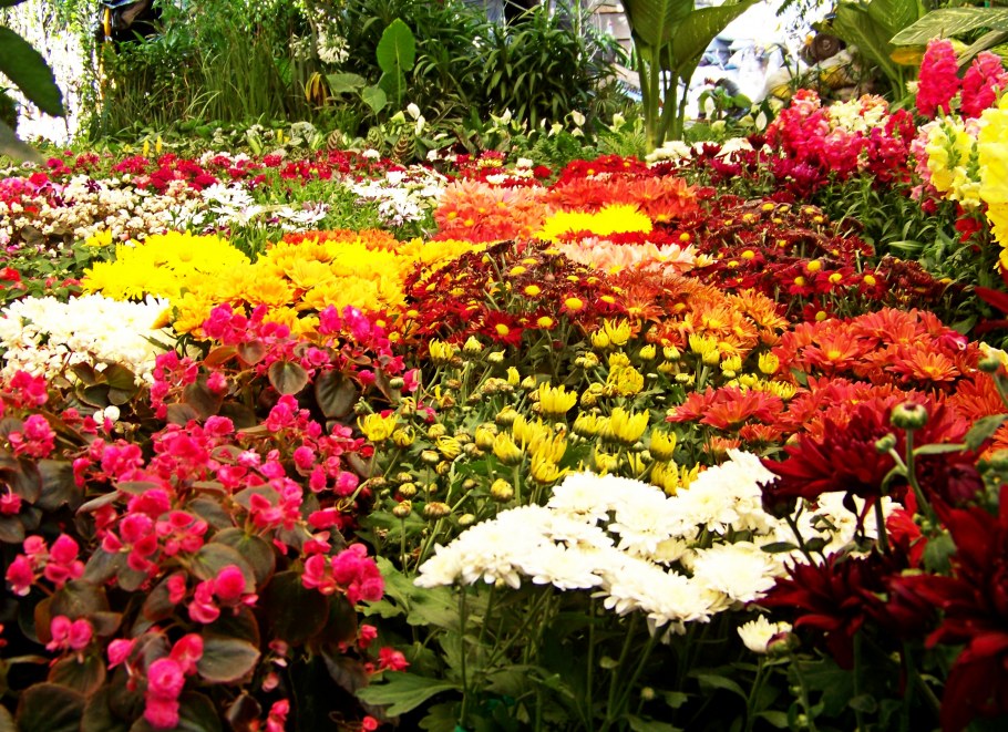 Красивая клумба сезонная с цветами