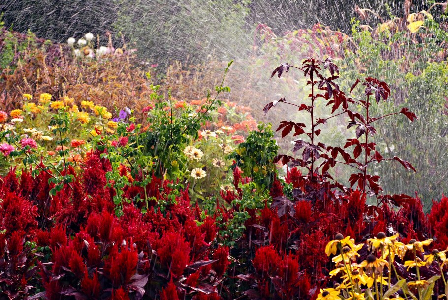 Сад в красных тонах