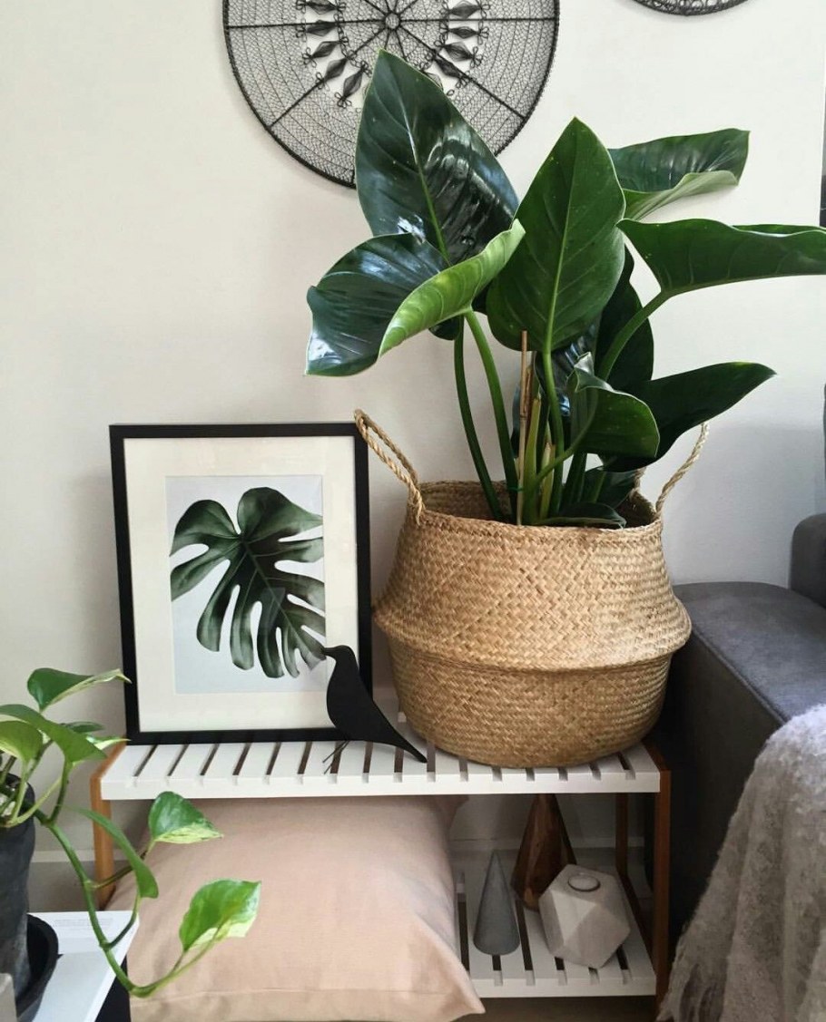 ФЛОДИС корзина, водоросли, 25 см