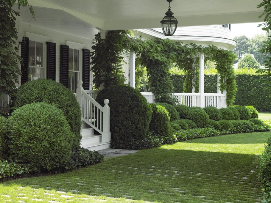 Самшит в ландшафте загородного дома