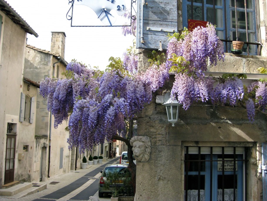 Цветение глицинии в Абхазии
