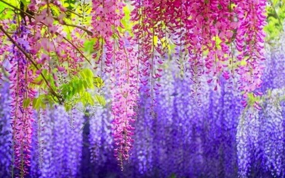 Обои с глициниями Affresco