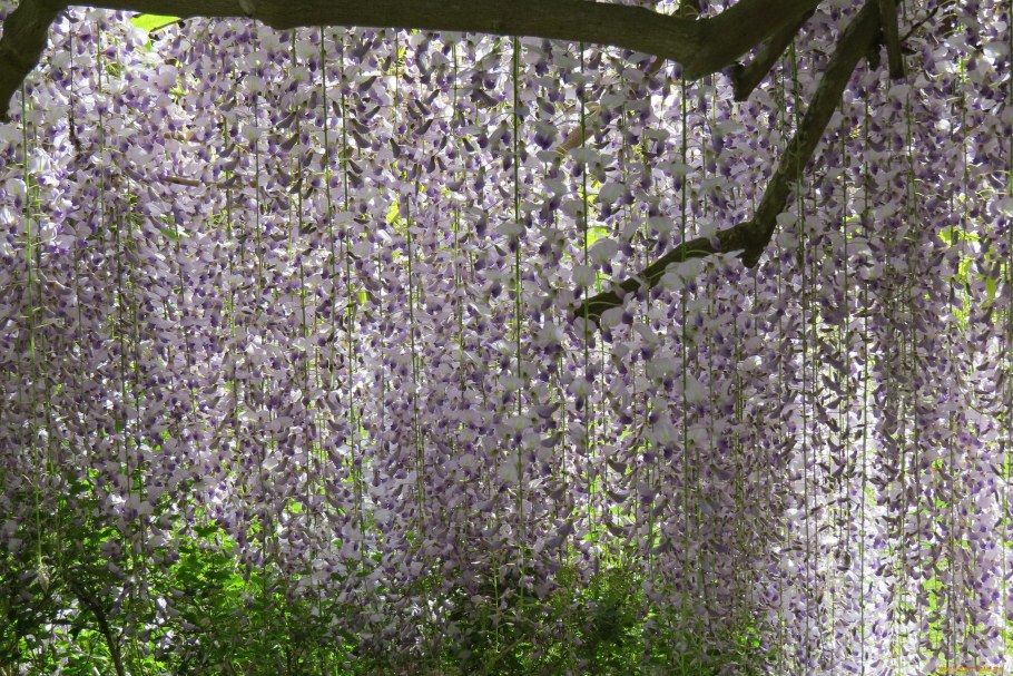 Ветка Глициния " Ребекка"