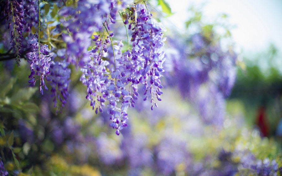 Фотообои глицинии