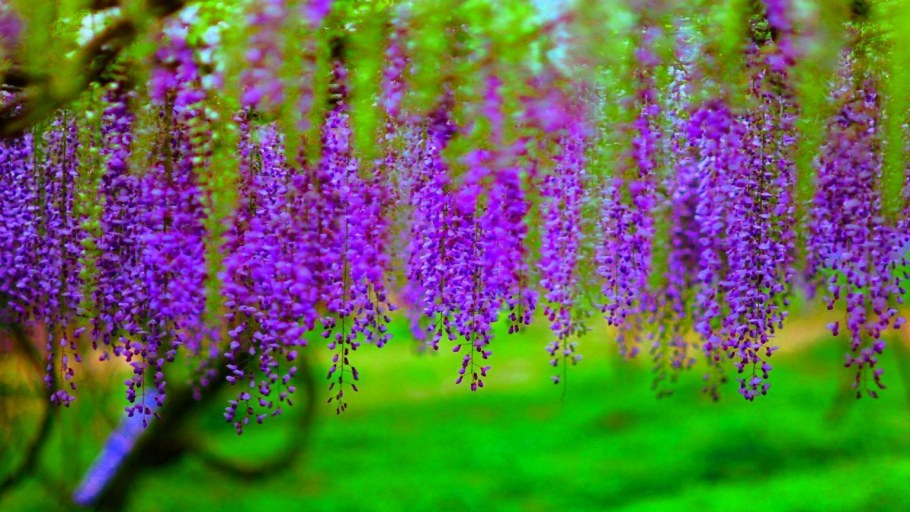 Лиана Вистерия 49-1