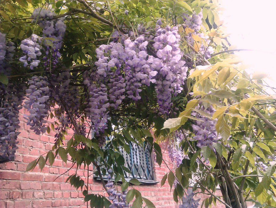 Фреска афреско Глициния