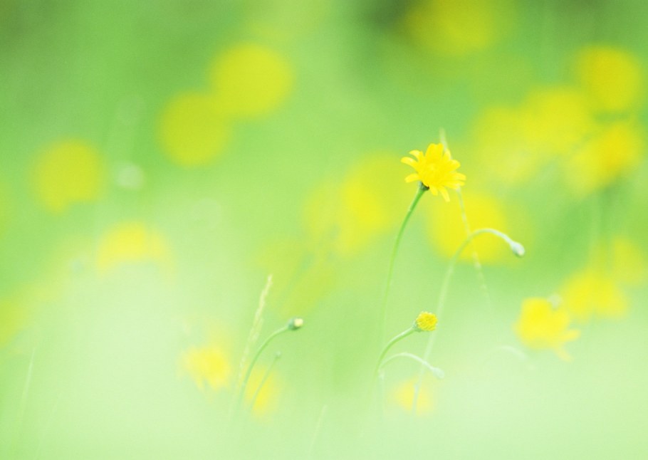 Гостиная в желто зеленых тонах