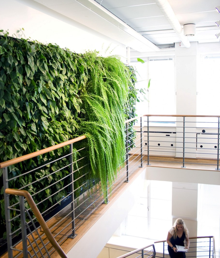 Нефролепис фитостена