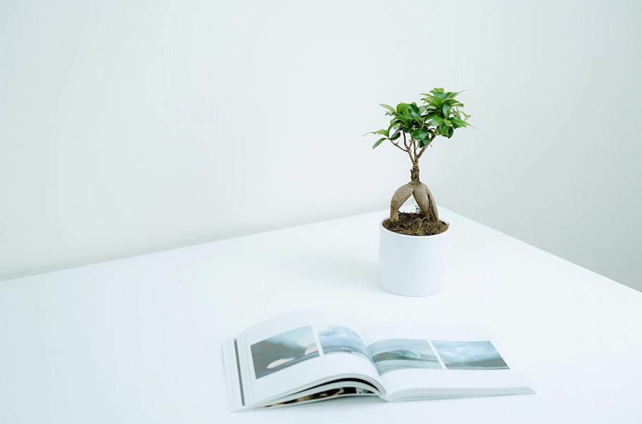 Эвкалипт Minimalist