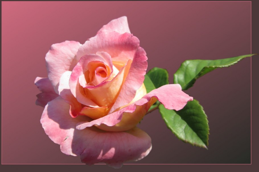 Гульданешь цветы