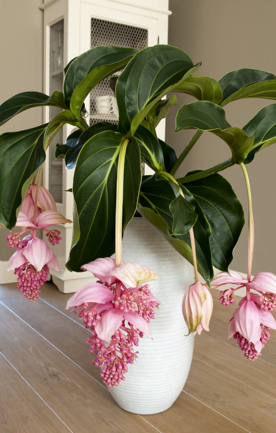 Гибискус в вазоне