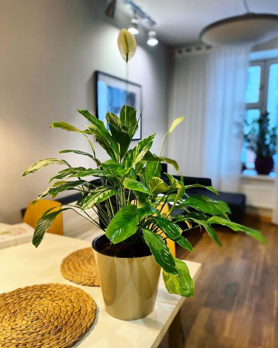 Вриезия блестящая (Vriesea splendens)