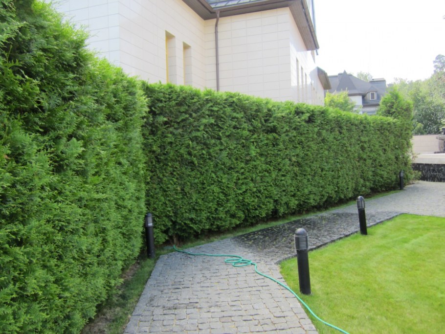 Перегородки из искусственных растений