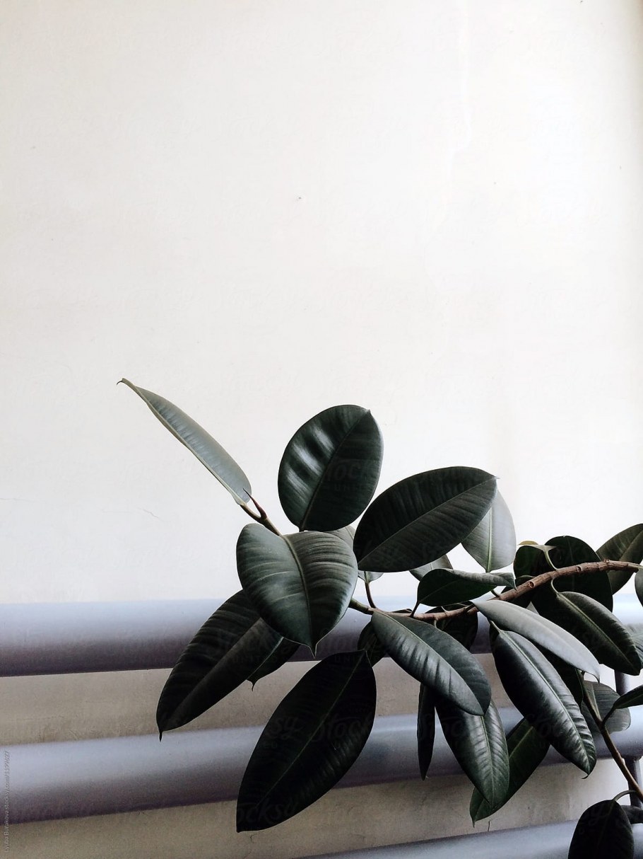 Мужчина сажает фикус