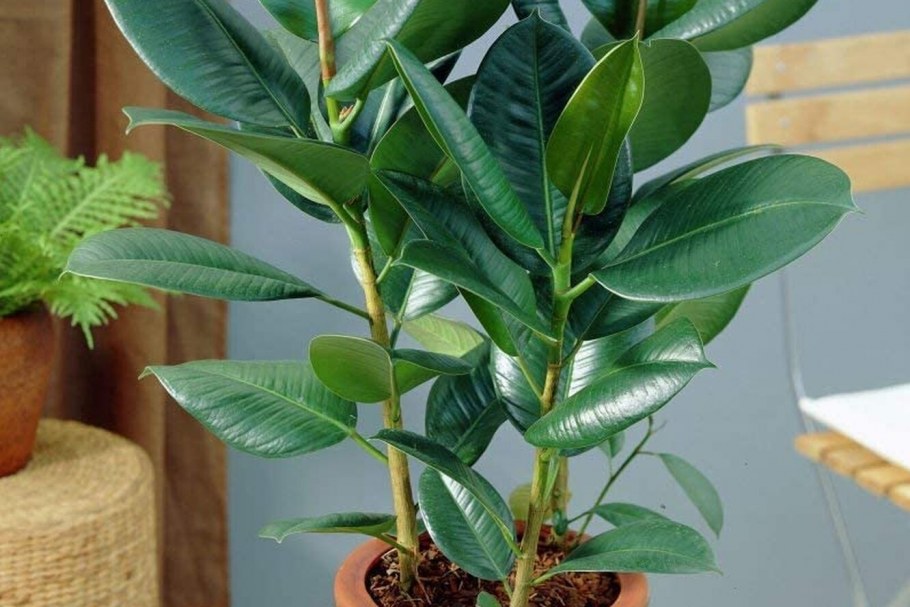 Фикус heterophylla